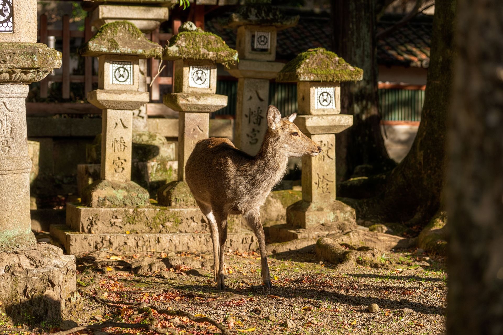 Nara Photo 13